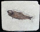 Bargain Knightia Fish Fossil - Wyoming #7523-1